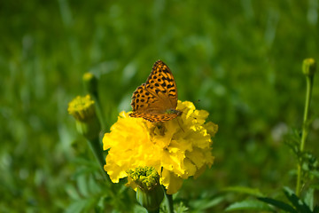 Image showing butterfly