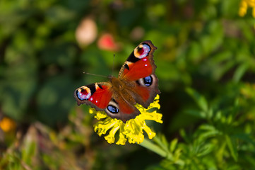 Image showing butterfly