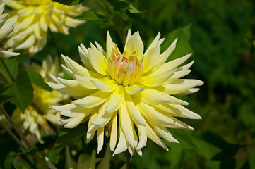 Image showing dahlia