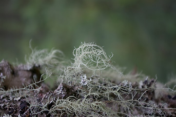 Image showing Grey moss