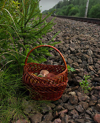 Image showing Basket with mushrooms