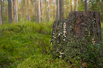 Image showing stump with moss and lichen