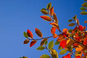 Image showing Multicolored leaves