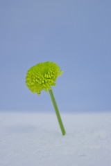 Image showing Green chrysanthemum