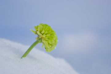 Image showing Green chrysanthemum