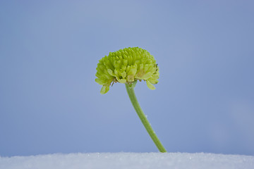 Image showing Green chrysanthemum