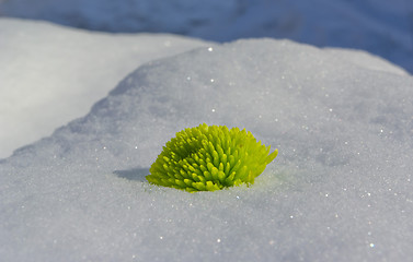 Image showing Green chrysanthemum