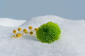 Image showing Green chrysanthemum and mimosa