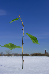 Image showing Twig growing through the snow