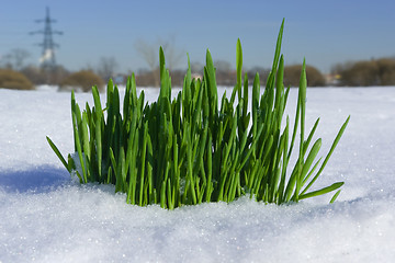 Image showing Grass on snow