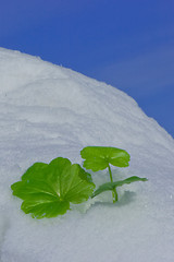 Image showing Geraniun on snow