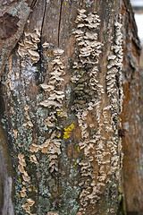 Image showing Lichen 