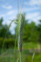 Image showing spikelet of rye