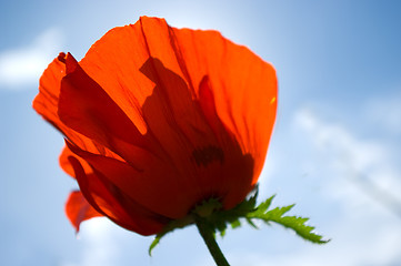 Image showing poppy