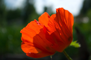 Image showing poppy