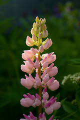 Image showing lupine