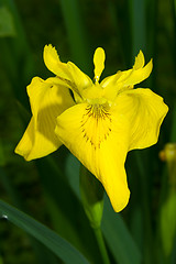 Image showing lily