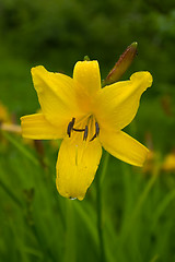 Image showing lily