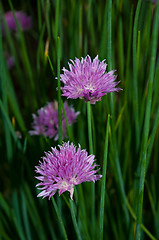 Image showing Chive flowers