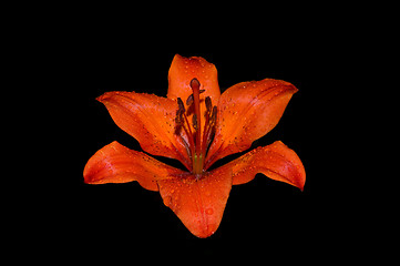 Image showing Lily