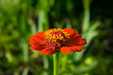 Image showing zinnia