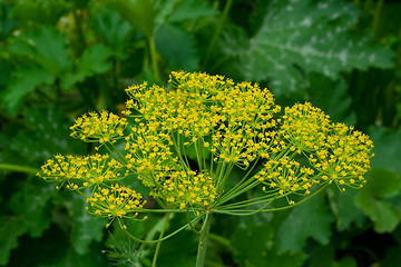 Image showing dill