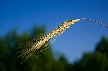 Image showing spikelet of rye