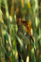 Image showing red dragonfly