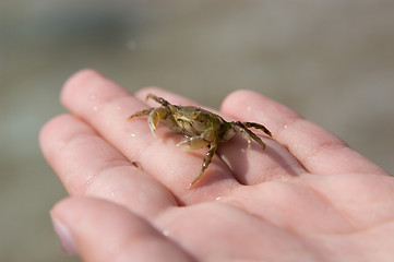 Image showing crab