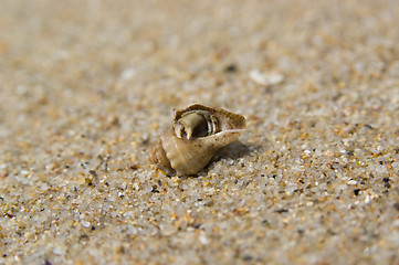 Image showing soldier crab