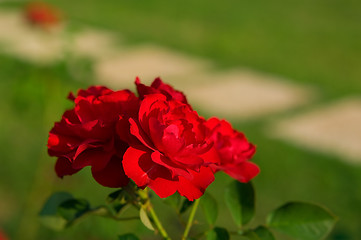 Image showing Red roses