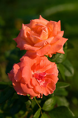 Image showing Two orange roses