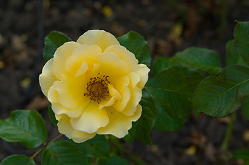 Image showing Yellow rose