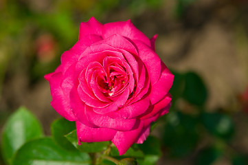 Image showing Pink rose 
