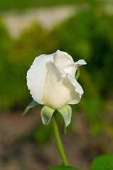 Image showing White rose 