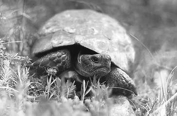 Image showing spur-thighed tortoise