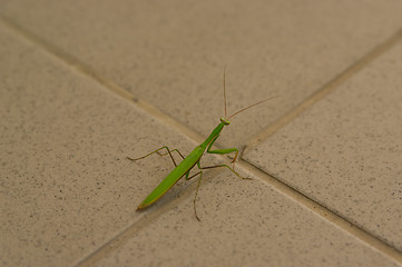 Image showing mantis