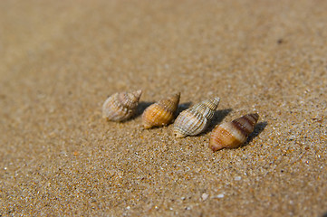 Image showing Shells