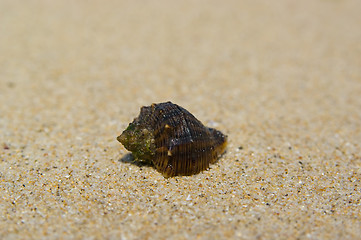 Image showing shell