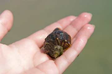 Image showing Shell on hand