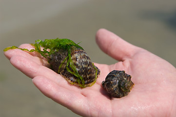 Image showing Shell on hand