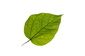 Image showing Leaf