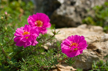 Image showing pink flowers