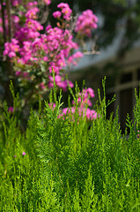 Image showing cypress and pink flowers