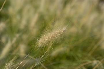 Image showing Meadow grass