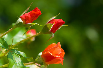 Image showing flower buds of rose