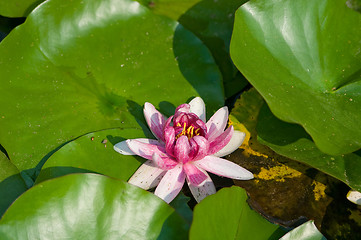 Image showing waterlily