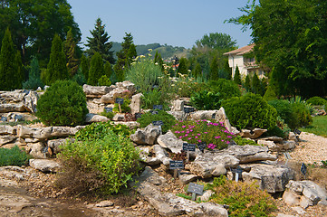 Image showing  Alpine rock garden