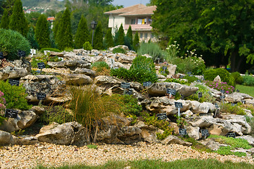 Image showing  Alpine rock garden