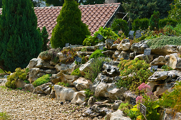 Image showing  Alpine rock garden